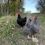 Cottage, Relax Nella Natura, Colline, Parcheggio, Wifi Holiday home